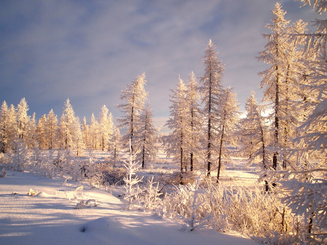 Прогулка по зимнему лесу - ГАЛИНА Баранова