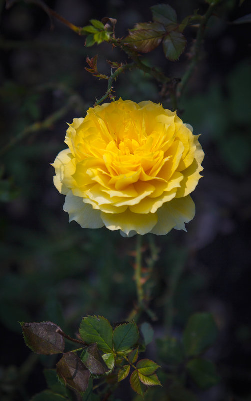 «…Ну а желтые розы надежды Красотой наполняют наш дом. » - Андрей Нибылица