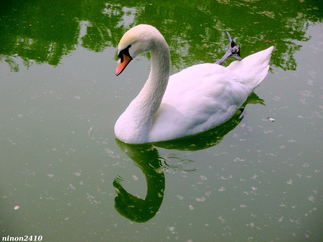 Белый лебедь на пруду - Нина Бутко