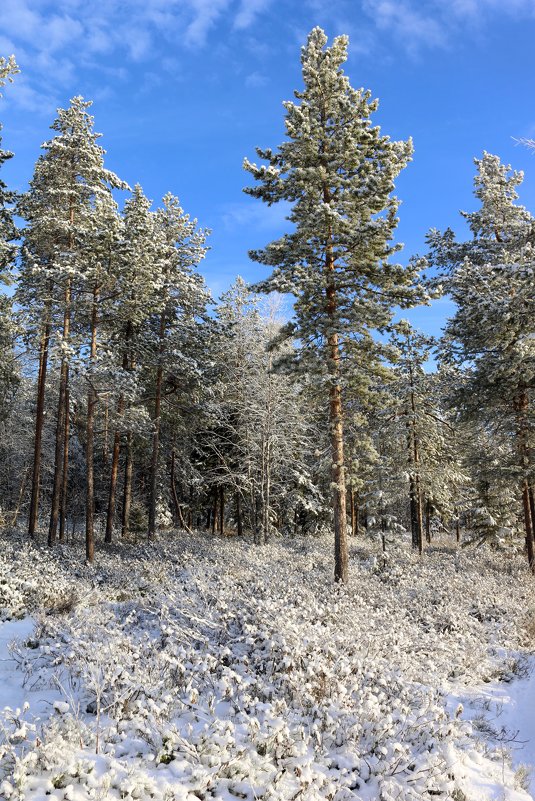 Снежный лес - Ольга 