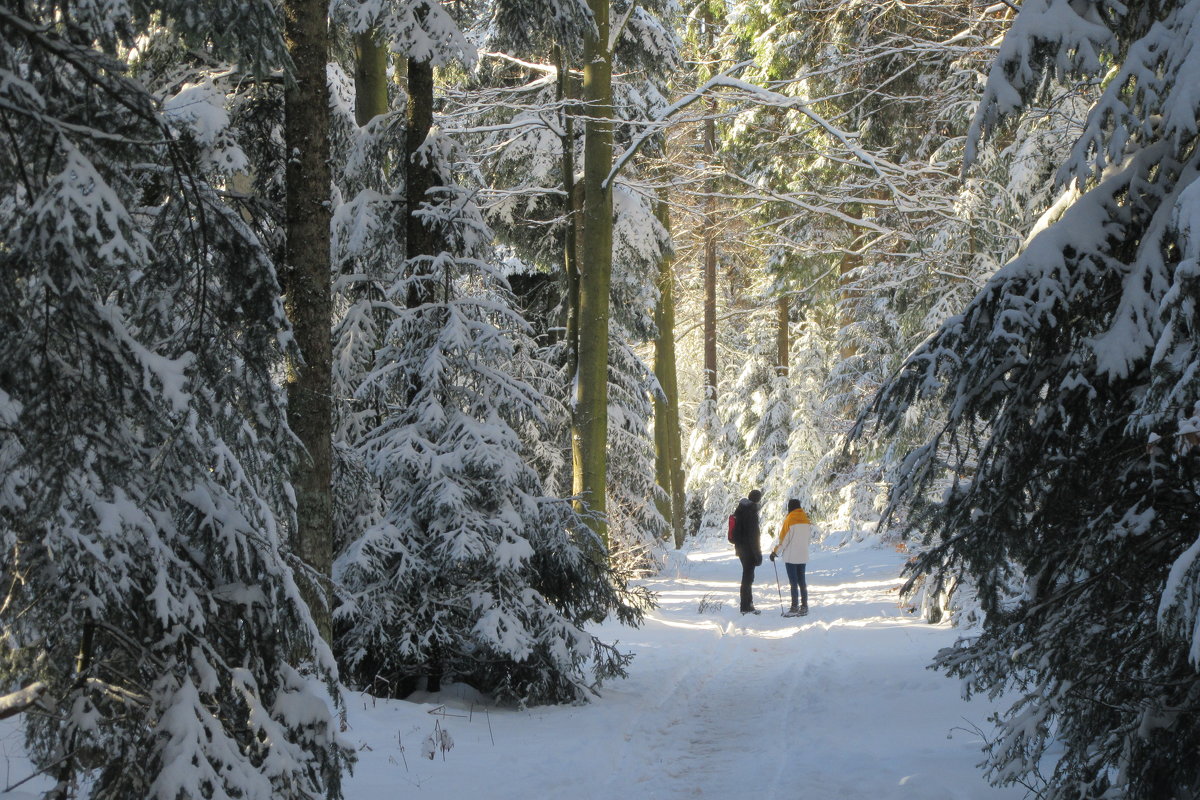 На прогулке в зимнем лесу - Mariya laimite