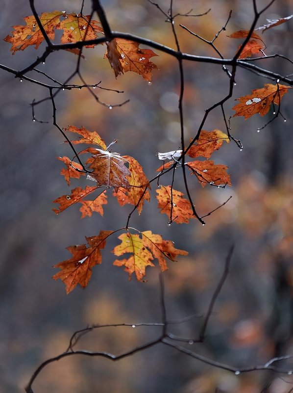 Осенний этюд - Roman Mordashev