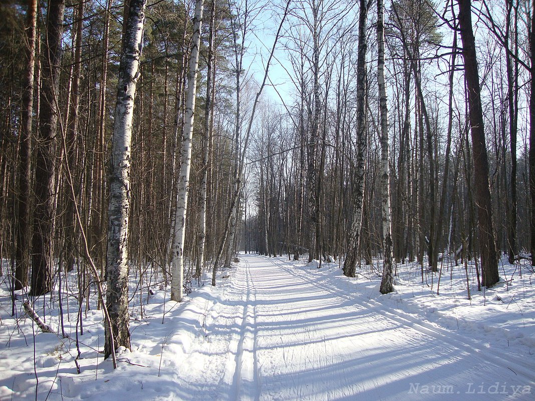 Прогулка в лесу - Лидия (naum.lidiya)