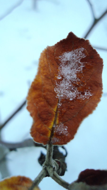 яблоневый листок на фоне первого снега - Maryana Petrova