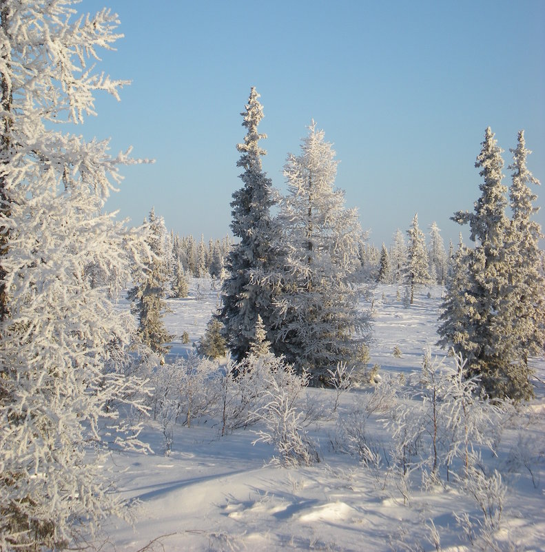 В зимнем лесу - ГАЛИНА Баранова