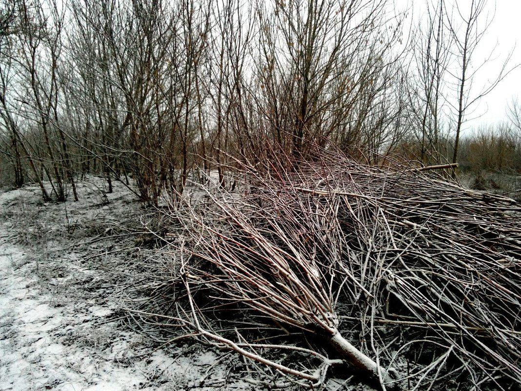 Деревья зимой - Татьяна Королёва