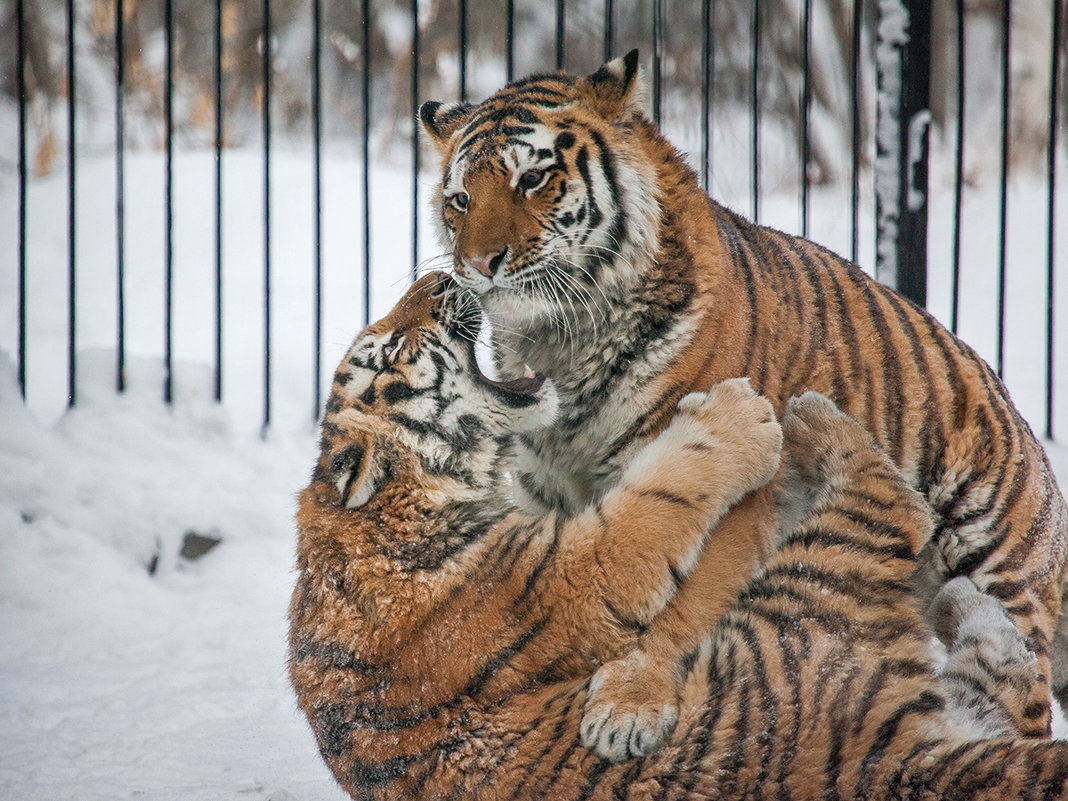 Амурские тигры - Владимир Габов