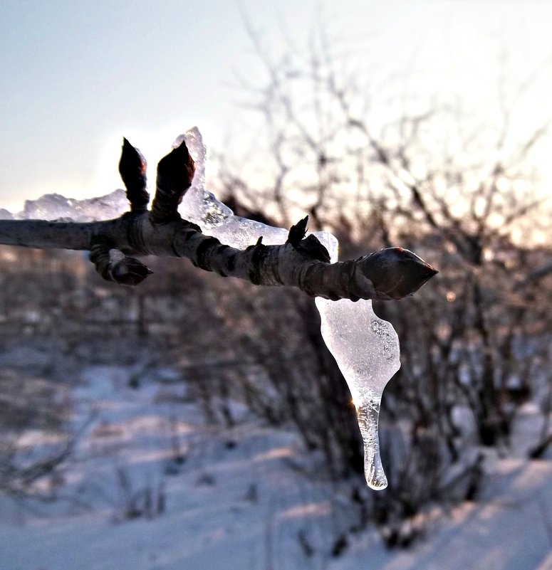 Зимняя природа - Татьяна Королёва