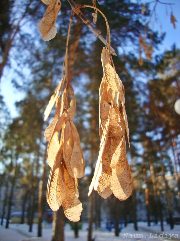 Сережки - Лидия (naum.lidiya)