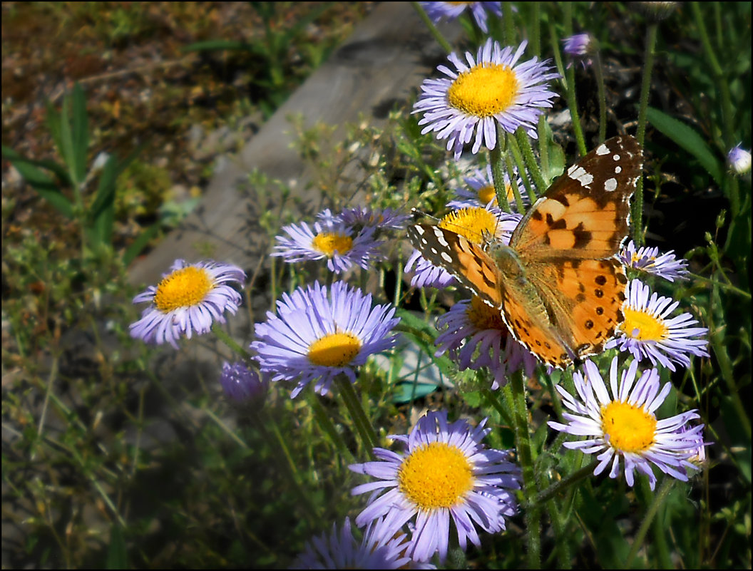 Лето, бабочки, цветочки - Василиса Никитина