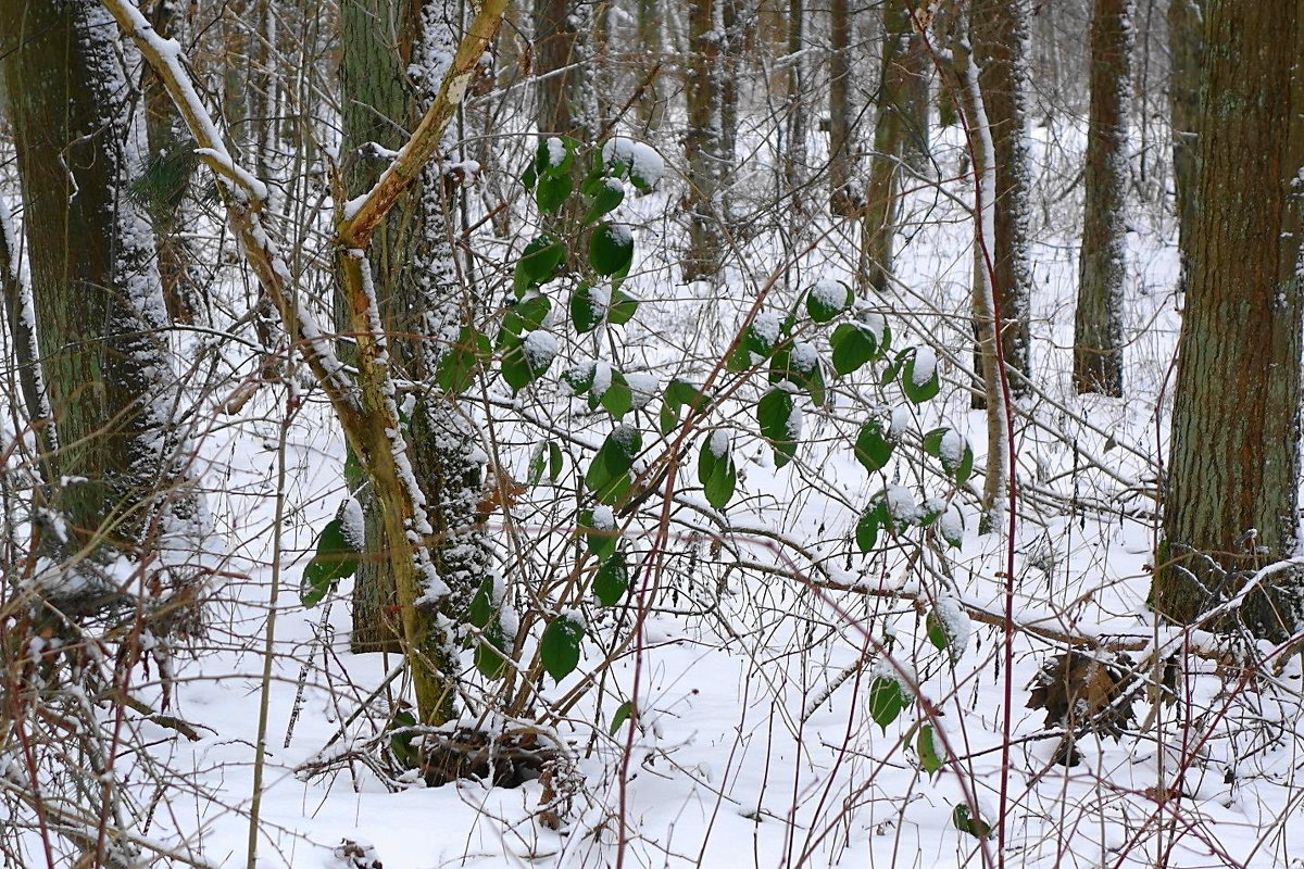 Выпавший снег преобразил лес - Маргарита Батырева
