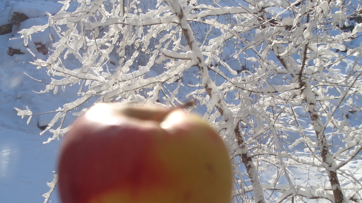Фотопоэма "Яблочная зима" - Алекс Аро Аро