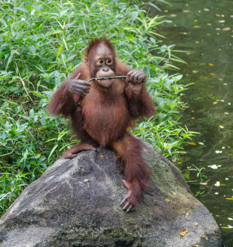 Молодой орангутанг, Сингапурский зоопарк. - Edward J.Berelet