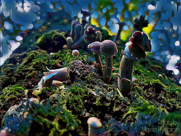 Под грибами - Максим Рябинин