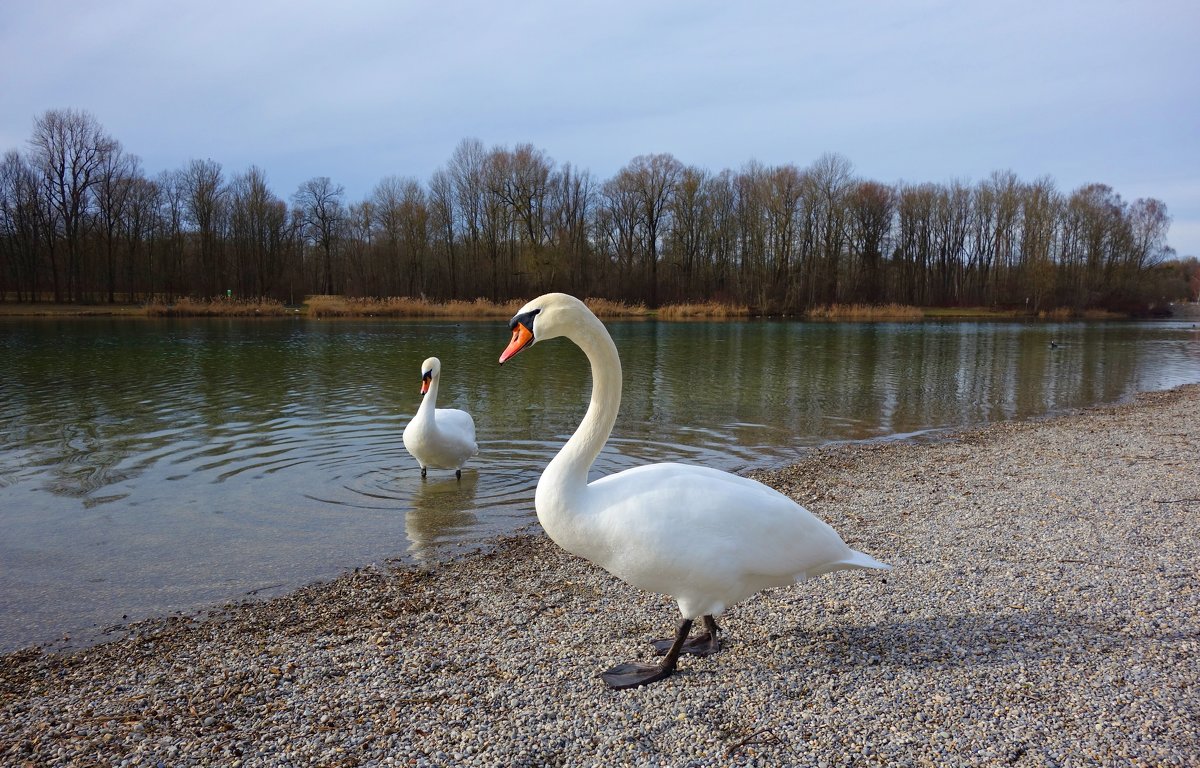 Лебеди на городском озере, январь... - Galina Dzubina