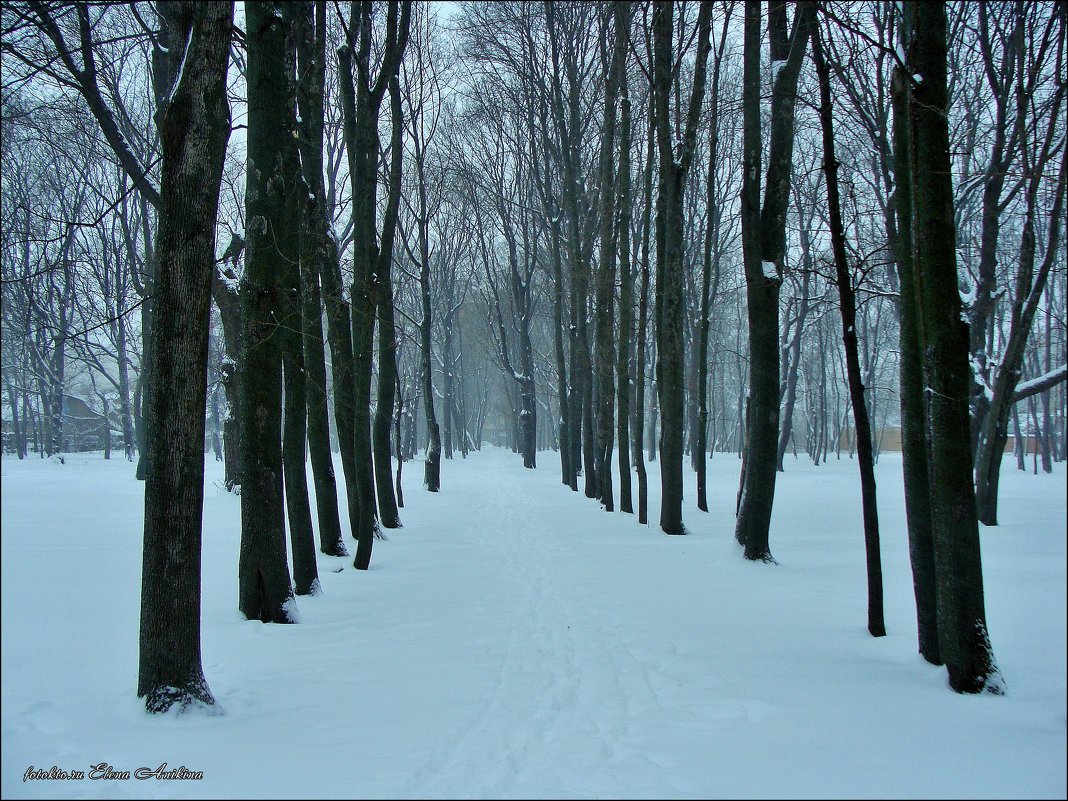 В парке бродит зима.... - °•●Елена●•° ♀