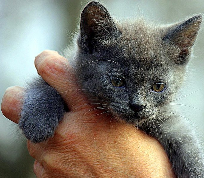 Серый котик. - оля san-alondra