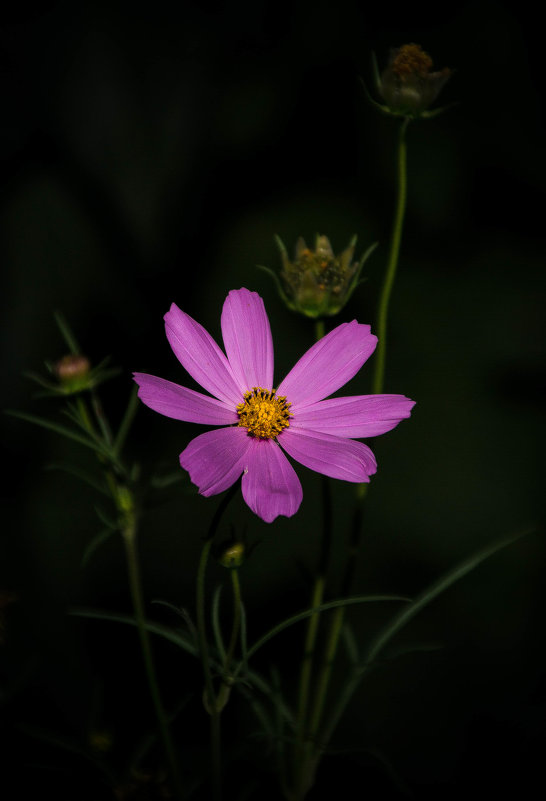 Цветок - Никита Санов