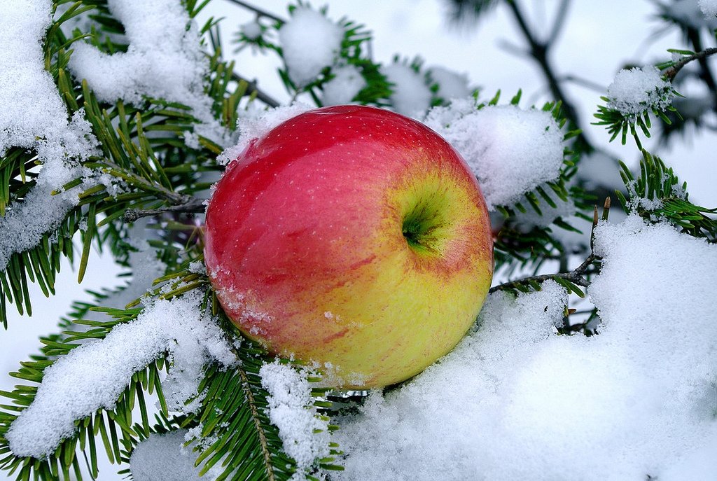 *Яблоки на снегу-2* - Вячеслав 