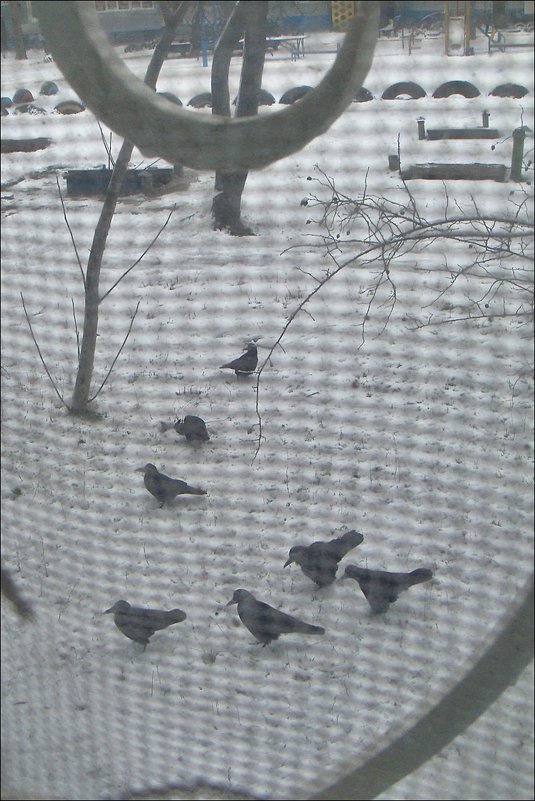 Семь ворон под моим окном - Нина Корешкова