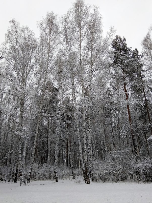 В зимнем лесу ... - Татьяна Котельникова