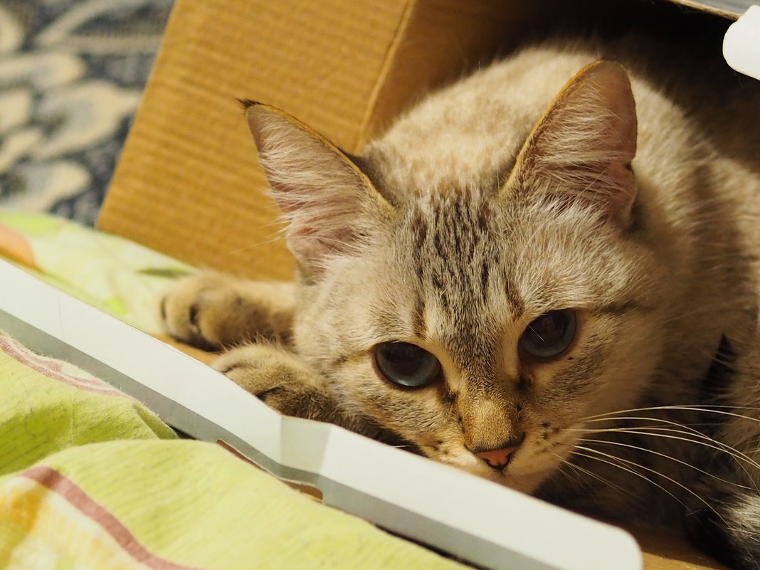 А ваша кошка любит коробки ??? - Игорь Касьяненко
