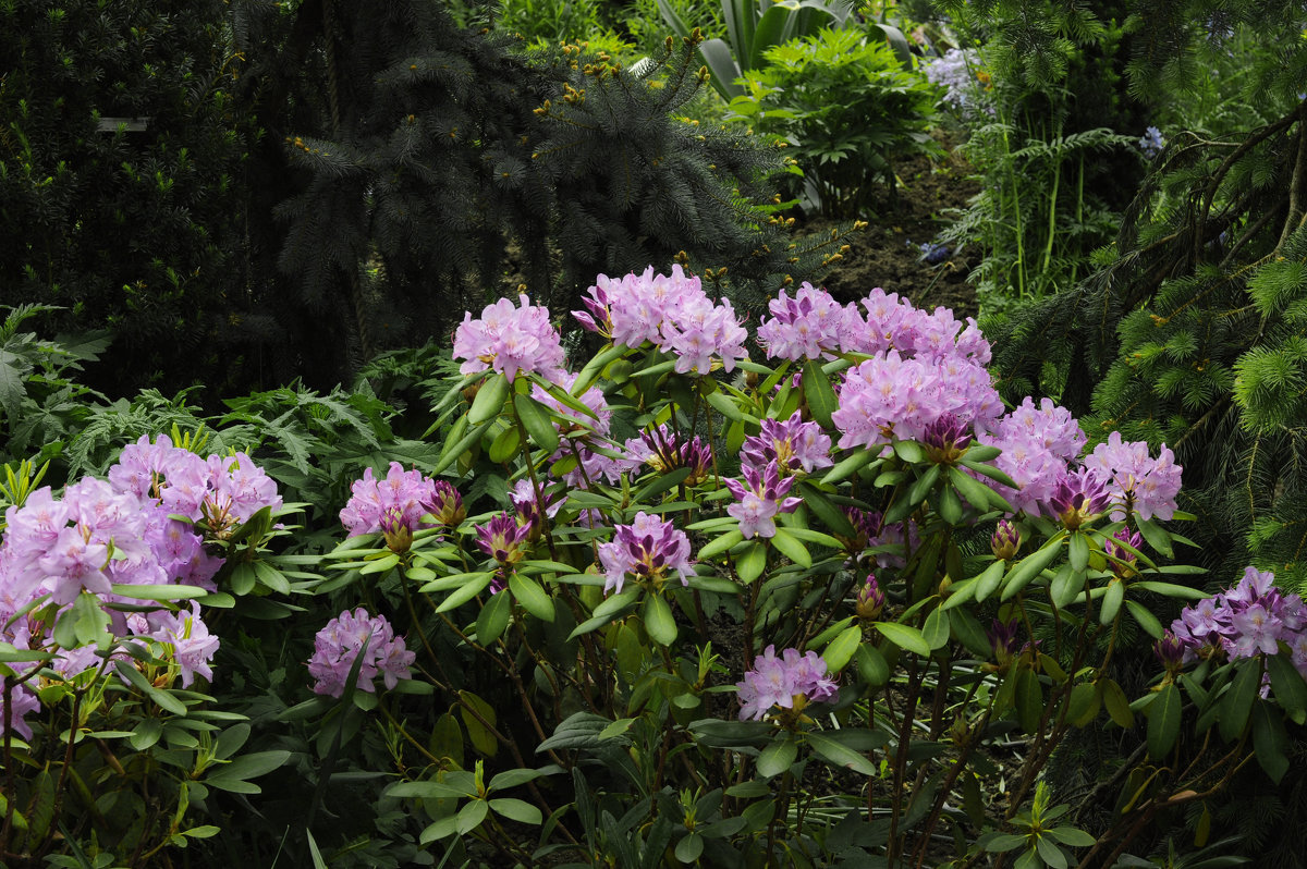 Азалии Аптекарского огорода. Azaleas of the Aptekarsky garden. - Юрий Воронов