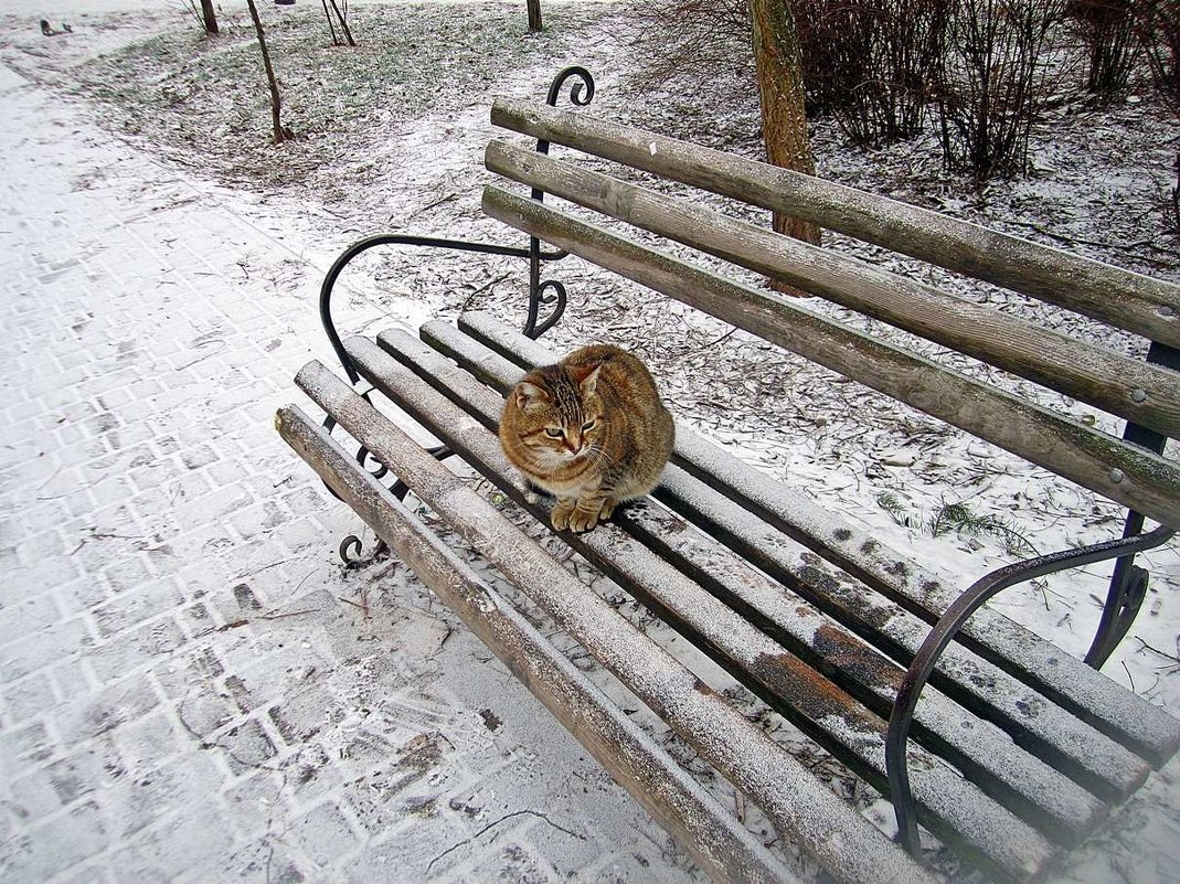 кот зимний средней пушистости - Александр Корчемный