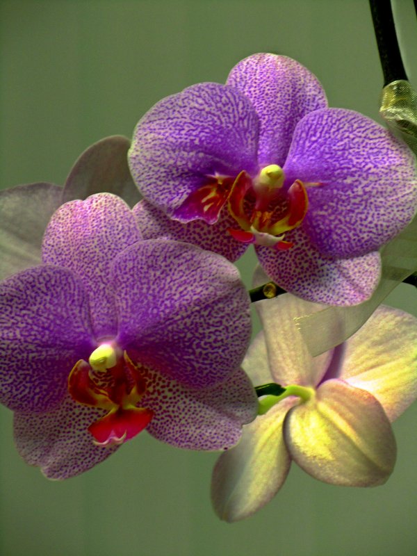 Орхидея-фаленопсис - Сергей Карачин