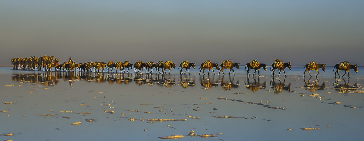 караван соли в озере соли Карум в пустыни Данакиль - Георгий А