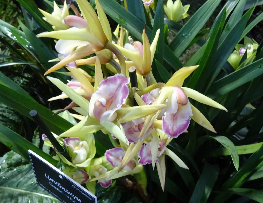 Орхидея Цимбидиум - Galina194701 