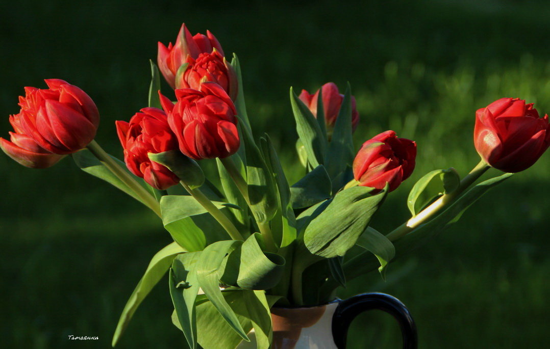 Любимые тюльпаны - Татьян@ Ивановна