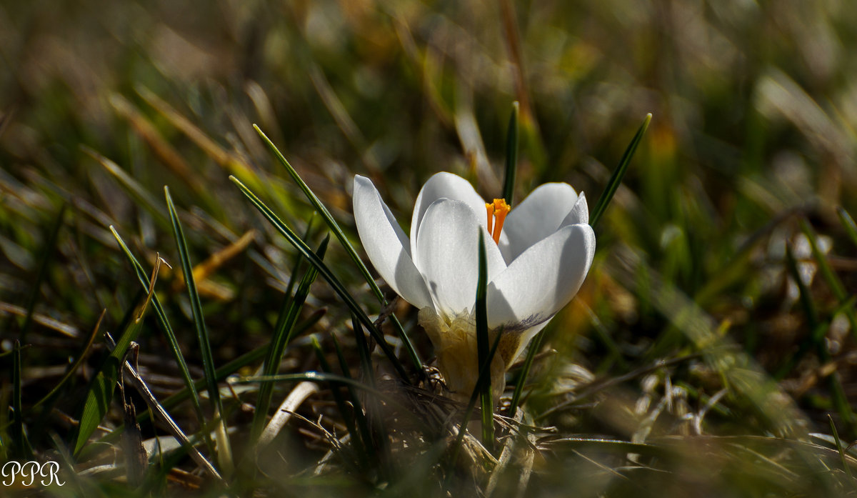 Crocus - Павел Руденко