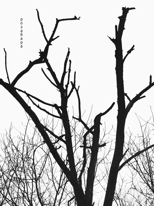 красивые линии дерева - Ксения Забара