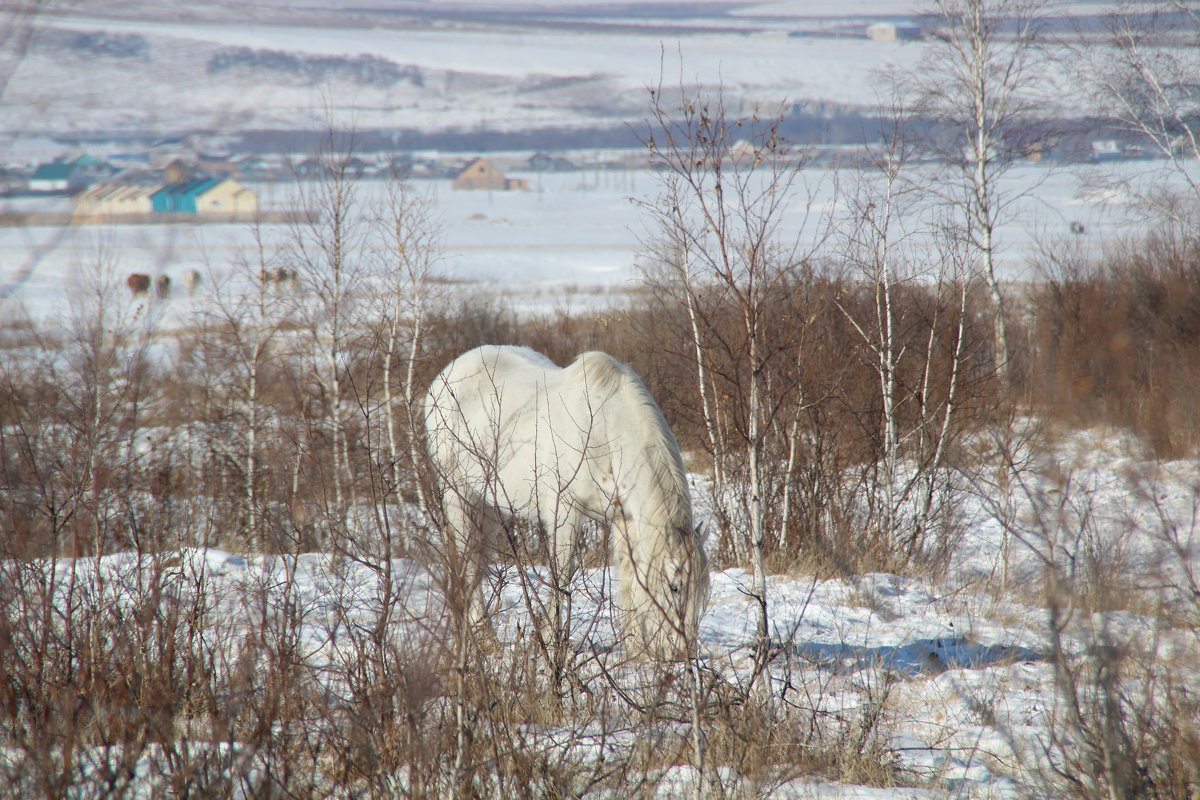 белая лошадь на белом снегу - Анна 