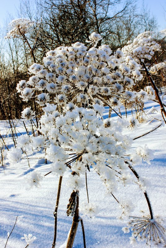 Зимние цветы - Сергей Кочнев
