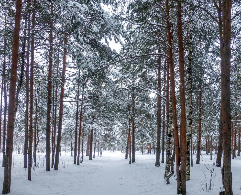 зимний лес - Елена Кордумова