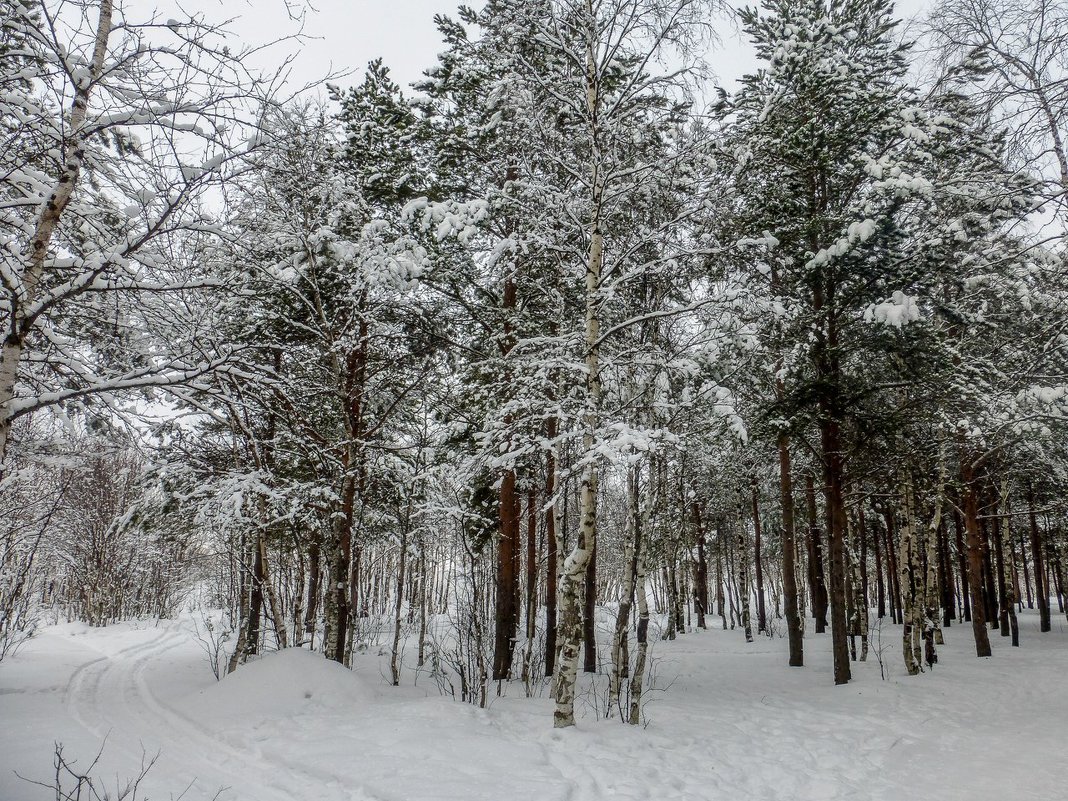 снежный лес - Елена Кордумова