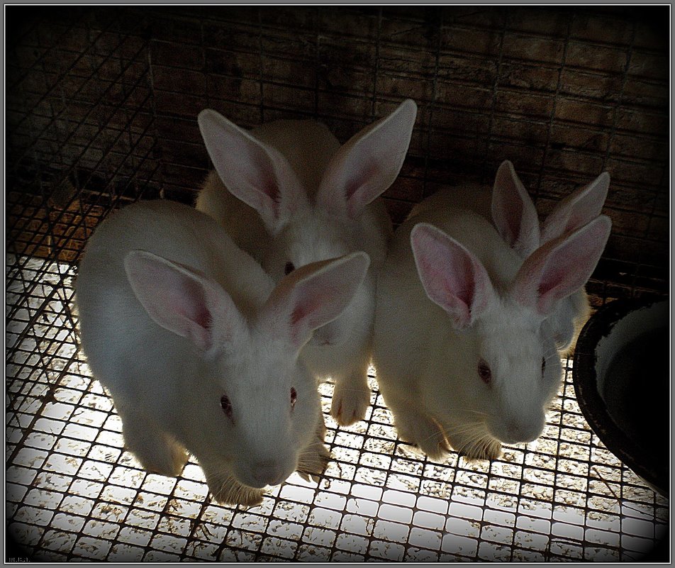 Кролики - Вера 