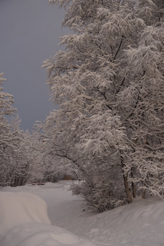 Деревья в снегу, – все укрыты, с заботой... - Анна Приходько