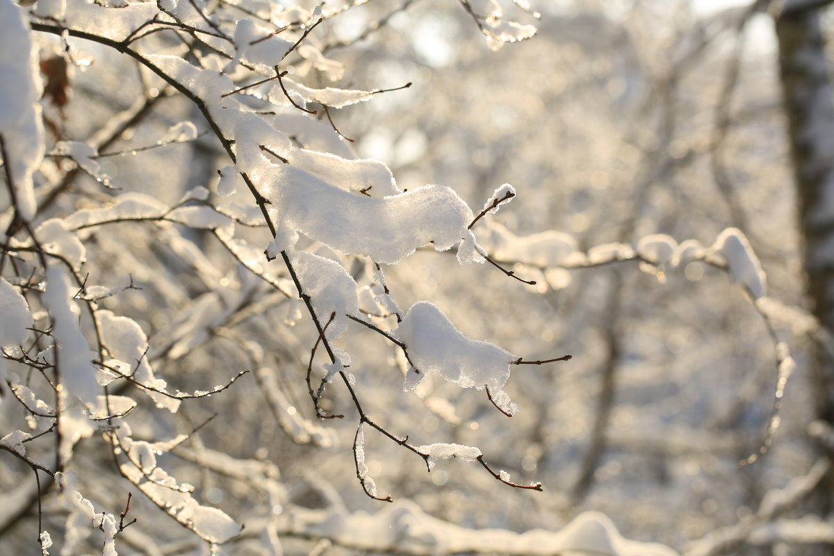 Зима,мороз,красота! - Ninell Nikitina
