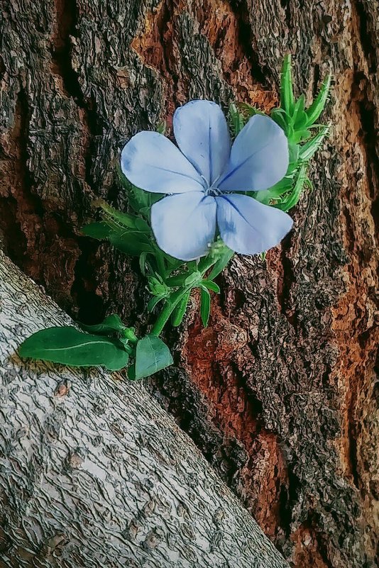Голубой  цветок. - Roni Levi 