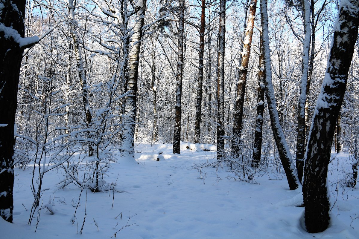 зима - Владимир Холодницкий