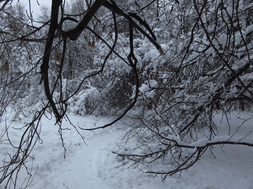 Доказательства зимы - Андрей Лукьянов