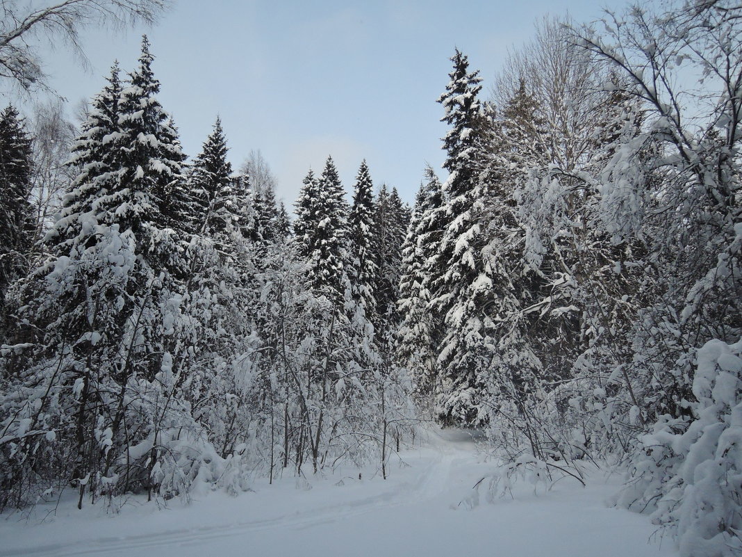Зимний лес - Валерия Тарасова