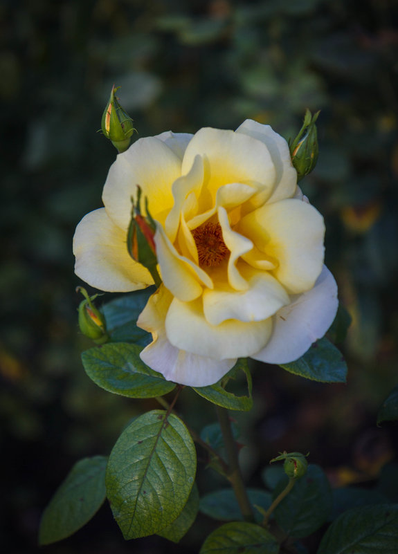 «  Розы желтые- символ надежды, Символ верности, вечной любви…» - Андрей Нибылица