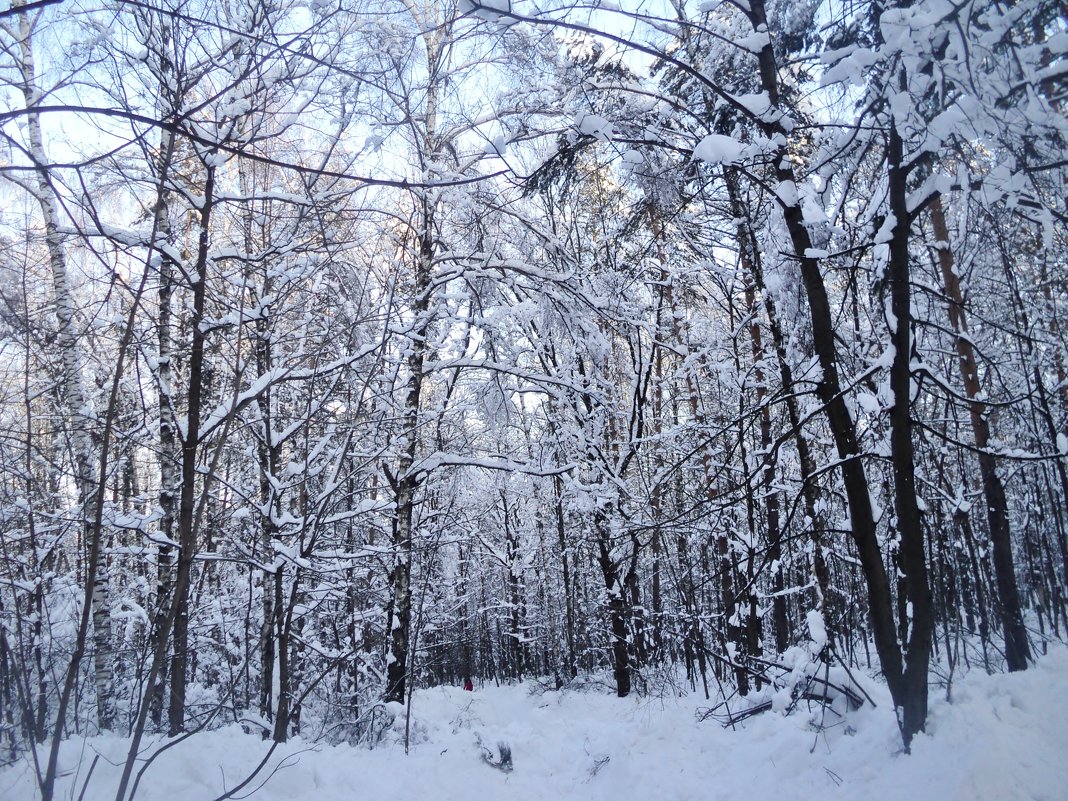 Зимний лес в феврале 2018 года! - Ольга Кривых