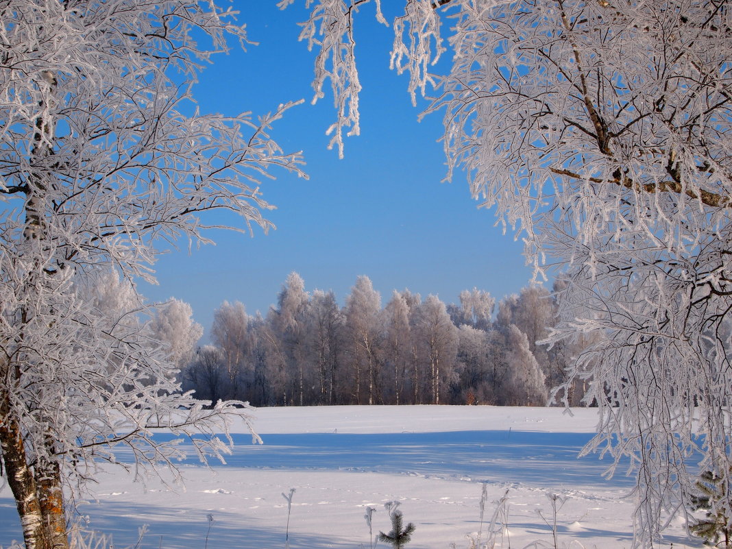 Морозный день - ГАЛИНА Баранова