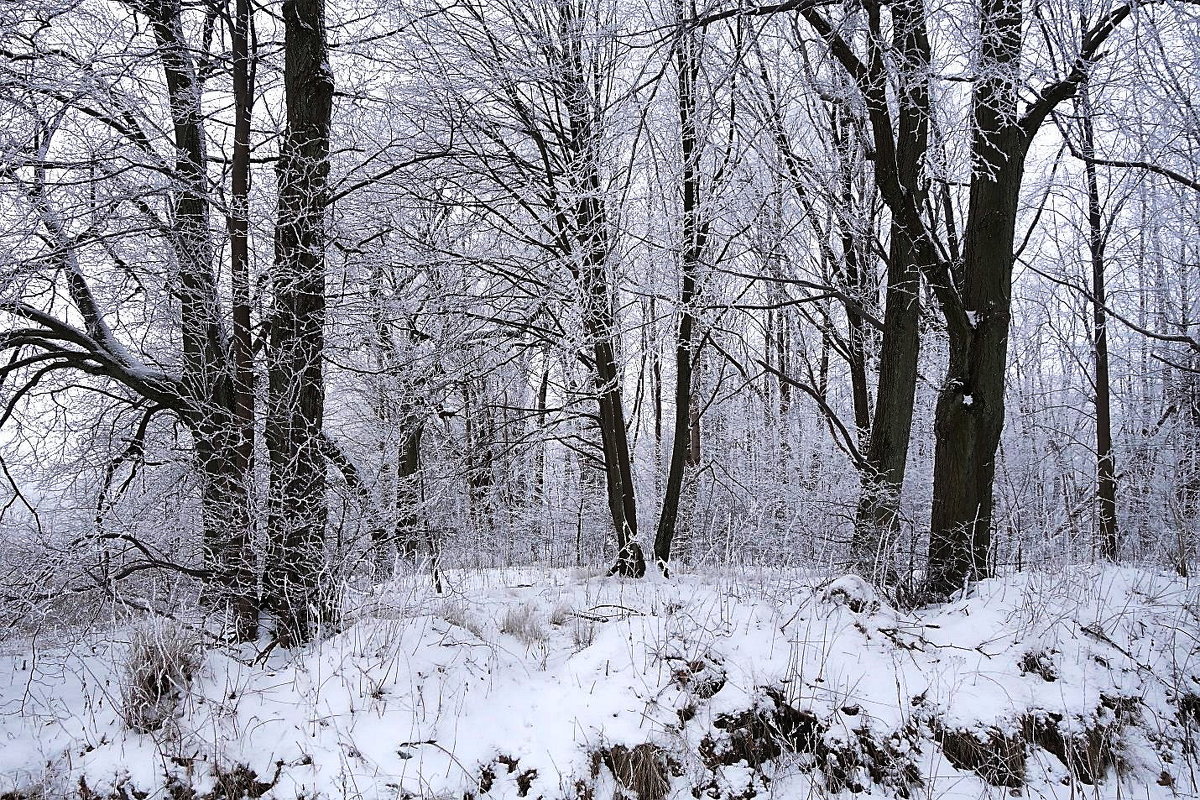 Зимний лес - Маргарита Батырева