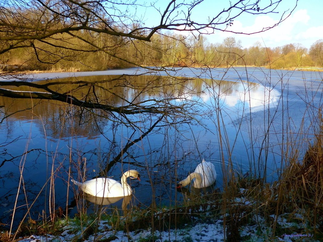 Лебеди на зимнем озере - Nina Yudicheva